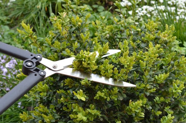 Boxwood Trimming in Rocklin
