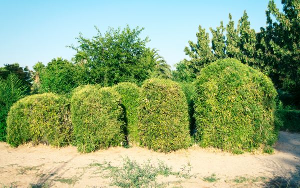 Bamboo Hedge Removal in Rocklin