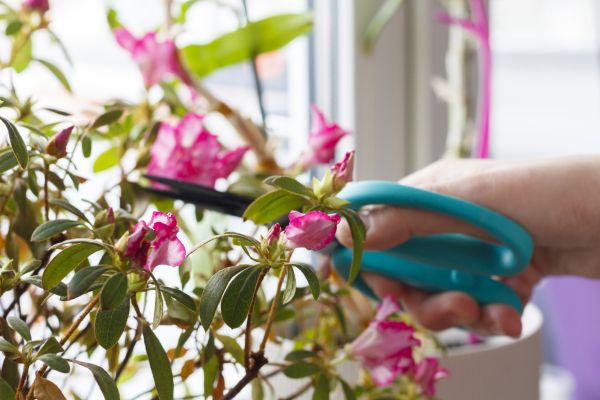 Azalea Pruning in Rocklin