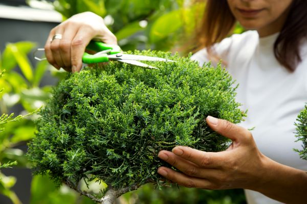 Juniper Shrub Pruning in Rocklin