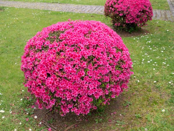 Rhododendron Pruning in Rocklin