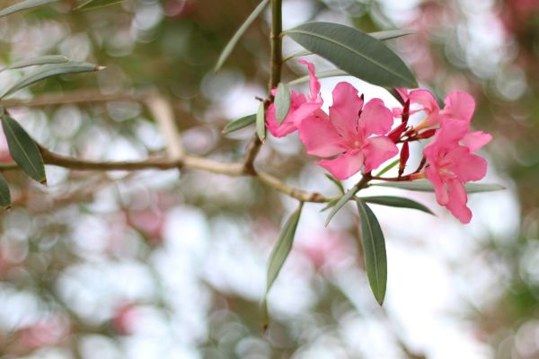 Oleander Removal in Rocklin