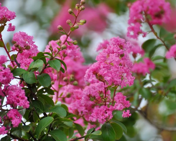 Crepe Myrtle Removal in Rocklin