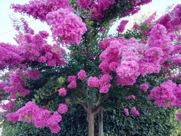 Crape Myrtle Pruning in Rocklin