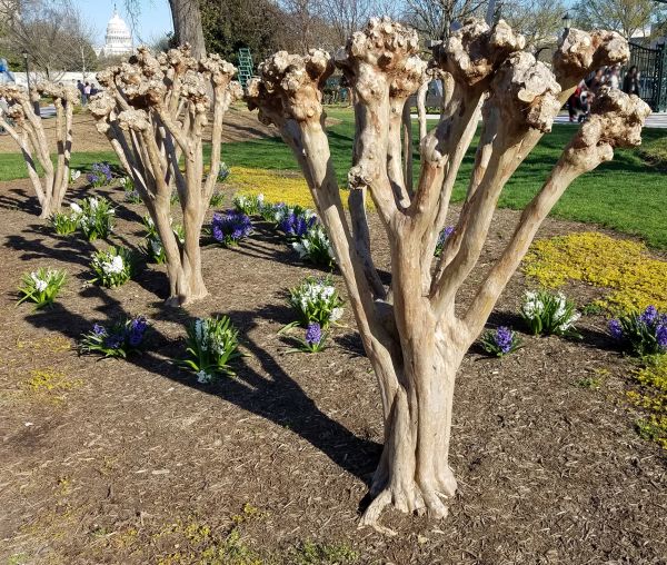 Myrtle Tree Removal in Rocklin
