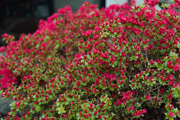 Weigela Removal Service in Rocklin