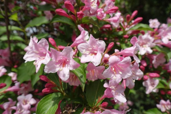 Weigela Pruning Service in Rocklin