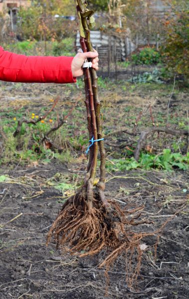 Shrub Root Removal in Rocklin