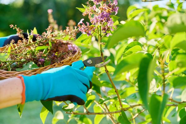 Lilac Trimming Service in Rocklin