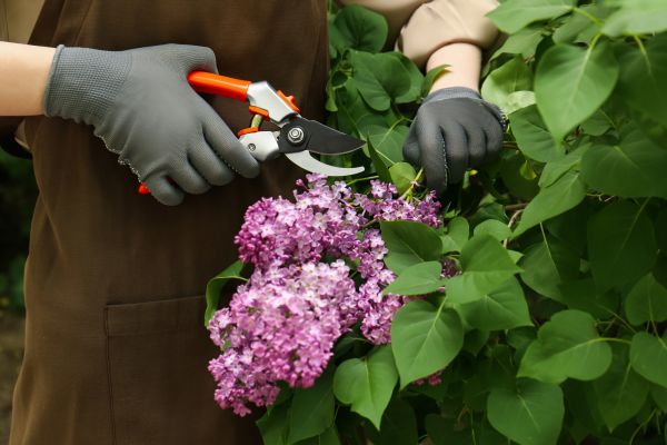 Lilac Pruning Service in Rocklin