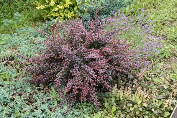 Japanese Barberry Removal in Rocklin