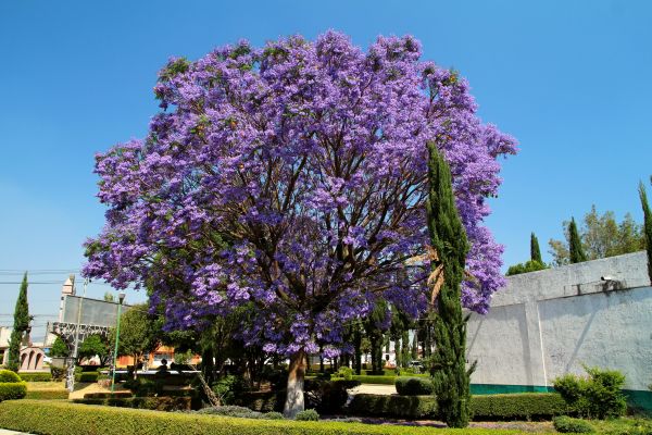 Jacaranda Pruning in Rocklin