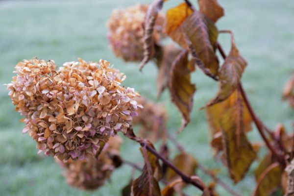 Hydrangea Removal in Rocklin