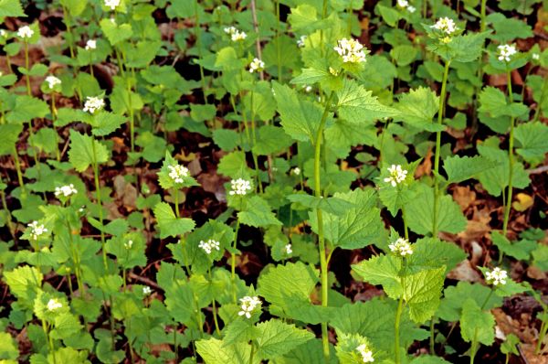 Garlic Mustard Removal in Rocklin