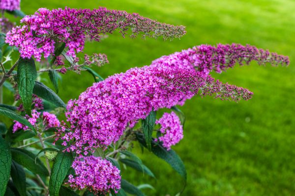 Butterfly Bush Removal in Rocklin
