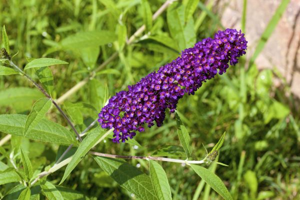 Butterfly Bush Pruning in Rocklin