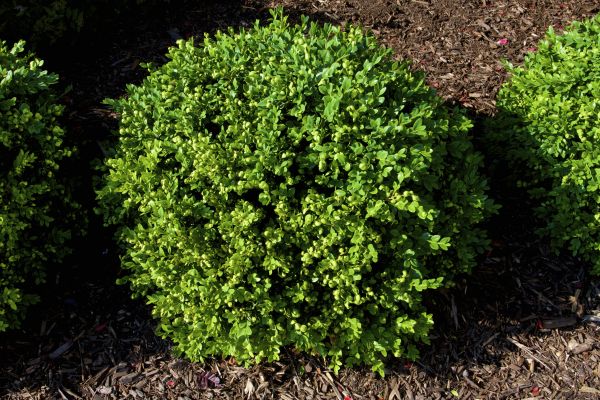 Boxwood Removal in Rocklin