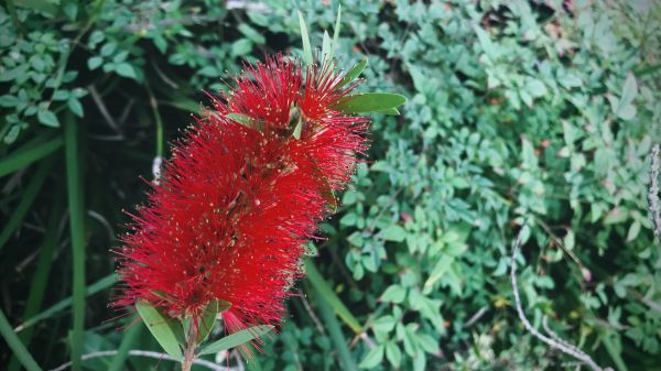 Bottlebrush Pruning in Rocklin