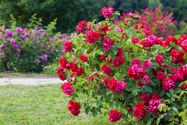 Shrub Trimming in Rocklin