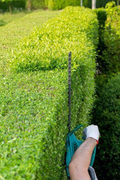 Hedge Trimming in Rocklin