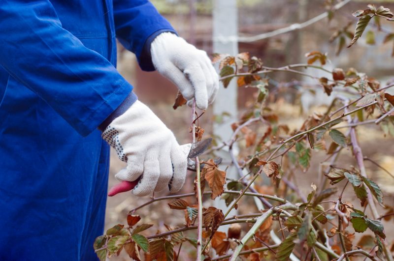 Butterfly Bush Pruning