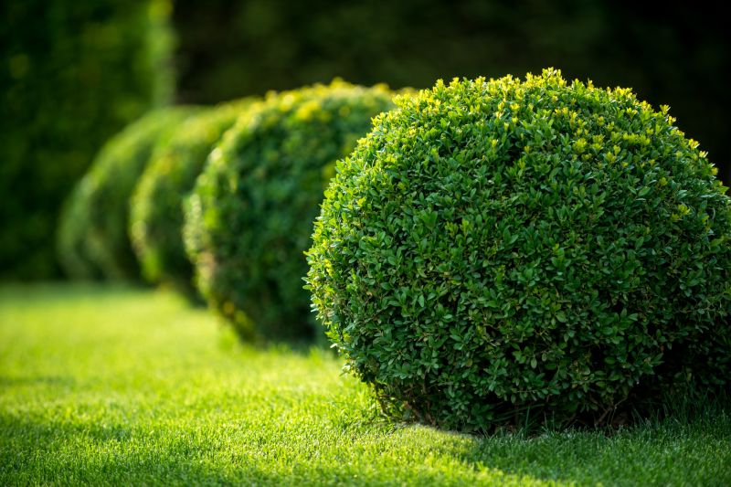 Lush, Healthy Shrubs